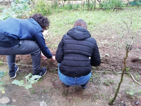 Os alunos plantaram espinafre pois é uma planta de Inverno.